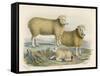 Ryeland Sheep: Ram and Ewe Bred by Mr. Tomkins of Kingspion Herefordshire-Nicholson & Shields-Framed Stretched Canvas