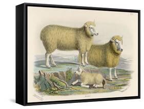 Ryeland Sheep: Ram and Ewe Bred by Mr. Tomkins of Kingspion Herefordshire-Nicholson & Shields-Framed Stretched Canvas