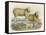 Ryeland Sheep: Ram and Ewe Bred by Mr. Tomkins of Kingspion Herefordshire-Nicholson & Shields-Framed Stretched Canvas