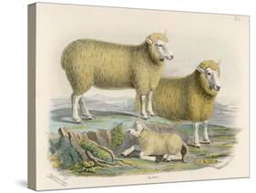 Ryeland Sheep: Ram and Ewe Bred by Mr. Tomkins of Kingspion Herefordshire-Nicholson & Shields-Stretched Canvas