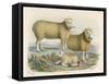 Ryeland Sheep: Ram and Ewe Bred by Mr. Tomkins of Kingspion Herefordshire-Nicholson & Shields-Framed Stretched Canvas