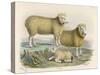 Ryeland Sheep: Ram and Ewe Bred by Mr. Tomkins of Kingspion Herefordshire-Nicholson & Shields-Stretched Canvas