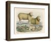 Ryeland Sheep: Ram and Ewe Bred by Mr. Tomkins of Kingspion Herefordshire-Nicholson & Shields-Framed Art Print