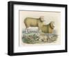 Ryeland Sheep: Ram and Ewe Bred by Mr. Tomkins of Kingspion Herefordshire-Nicholson & Shields-Framed Art Print