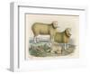 Ryeland Sheep: Ram and Ewe Bred by Mr. Tomkins of Kingspion Herefordshire-Nicholson & Shields-Framed Art Print