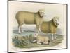 Ryeland Sheep: Ram and Ewe Bred by Mr. Tomkins of Kingspion Herefordshire-Nicholson & Shields-Mounted Art Print