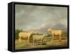 Ryelands Sheep, the King's Ram, the King's Ewe and Lord Somerville's Wether, C.1801-07-James Ward-Framed Stretched Canvas