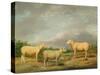 Ryelands Sheep, the King's Ram, the King's Ewe and Lord Somerville's Wether, C.1801-07-James Ward-Stretched Canvas