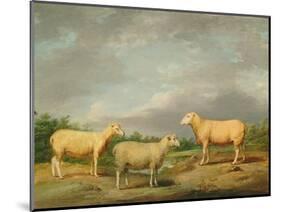Ryelands Sheep, the King's Ram, the King's Ewe and Lord Somerville's Wether, C.1801-07-James Ward-Mounted Giclee Print