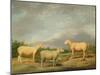 Ryelands Sheep, the King's Ram, the King's Ewe and Lord Somerville's Wether, C.1801-07-James Ward-Mounted Giclee Print