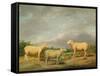 Ryelands Sheep, the King's Ram, the King's Ewe and Lord Somerville's Wether, C.1801-07-James Ward-Framed Stretched Canvas