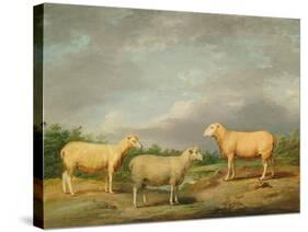 Ryelands Sheep, the King's Ram, the King's Ewe and Lord Somerville's Wether, C.1801-07-James Ward-Stretched Canvas