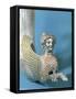 Rython with Protome in Shape of Winged Sphinx-null-Framed Stretched Canvas