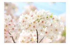 Japanese Cherry Blossom, Sakura III-Ryuji Adachi-Framed Art Print