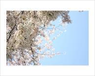 Japanese Cherry Blossom, Sakura III-Ryuji Adachi-Art Print