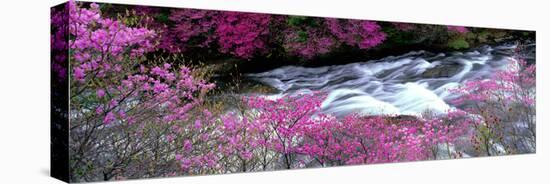 Ryuzu Falls Tochigi Japan-null-Stretched Canvas