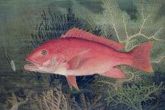 Red Snapper, from "Game Fishes of the United States," Published 1878-S.a. Kilbourne-Giclee Print