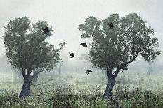 Crows in the Mist-S. Amer-Framed Stretched Canvas