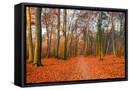 Framed Canvas