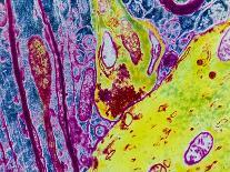 Coloured TEM of a Nerve Synapse-S. Cinti-Photographic Print