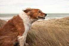 Portrait of Red Dog with Sun on its Face Resting with its Owner in Wilderness Area-S Curtis-Photographic Print