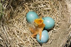 American Robin (Turdus migratorius) newly hatched chick and hatching eggs in nest, USA-S & D & K Maslowski-Photographic Print