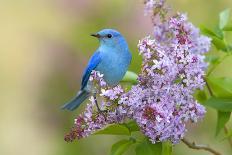 Mountain Bluebird (Sialia currucoides) adult male, perched on flowering lilac, USA-S & D & K Maslowski-Photographic Print