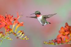 Ruby-throated Hummingbird (Archilochus colubris) adult male, in flight-S & D & K Maslowski-Photographic Print
