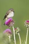 Mountain Bluebird (Sialia currucoides) adult male, perched on flowering lilac, USA-S & D & K Maslowski-Photographic Print