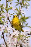 Yellow Warbler (Dendroica petechia) adult male, singing, perched in flowering cherry, USA-S & D & K Maslowski-Photographic Print