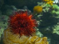 Sea Urchin-S_E-Photographic Print