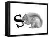 S is for Squirrel-Stacy Hsu-Framed Stretched Canvas