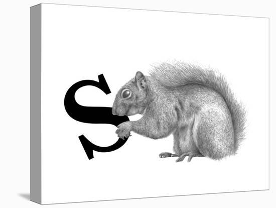 S is for Squirrel-Stacy Hsu-Stretched Canvas