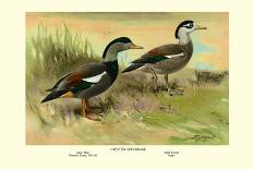 Crested Sheldrake Ducks-S. Kobayashi-Stretched Canvas