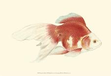 Fringetail Goldfish-S^ Matsubara-Art Print