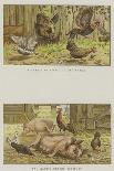 Cottesmore Puppies Put to Walk-S.t. Dadd-Giclee Print