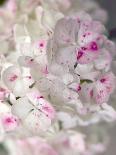 Rose, Petals, Pink, Detail-S. Uhl-Laminated Photographic Print