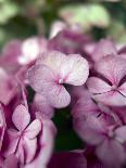 Hydrangeas, Blossoms, Pink, Detail-S. Uhl-Photographic Print