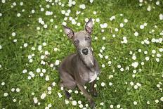 Italian Greyhound, Flower Field, Sitting, Looking at Camera-S. Uhl-Framed Stretched Canvas