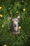 Italian Greyhound, Flower Field, Sitting, Looking at Camera-S. Uhl-Framed Stretched Canvas