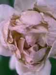 Rose, Petals, Pink, Detail-S. Uhl-Photographic Print