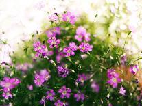 Ruprecht's Herb, Geranium Robertianum, Blossoms, Cranesbill Familys, Flowers-S. Uhl-Photographic Print