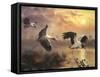 S37 Woodstorks-D. Rusty Rust-Framed Stretched Canvas