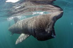 Basking Shark (Cetorhinus Maximus) Feeding Just Below the Surface, Mull, Scotland, June 2009-Sá-Stretched Canvas