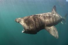 Basking Shark (Cetorhinus Maximus) Feeding Just Below the Surface, Mull, Scotland, June 2009-Sá-Photographic Print