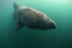 Basking Shark (Cetorhinus Maximus) Feeding Just Below the Surface, Mull, Scotland, June 2009-Sá-Photographic Print