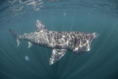 Basking Shark (Cetorhinus Maximus) Feeding, Mull, Scotland, June 2009-Sá-Photographic Print