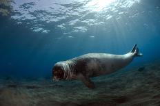 Basking Shark (Cetorhinus Maximus) Off the Island of Mull, Scotland, June-Sá-Photographic Print