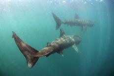 Basking Shark (Cetorhinus Maximus) Off the Island of Mull, Scotland, June-Sá-Photographic Print