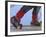 Saami Shoes and Skis, Stora Sjofallet National Park, Lapland, Sweden-Staffan Widstrand-Framed Photographic Print